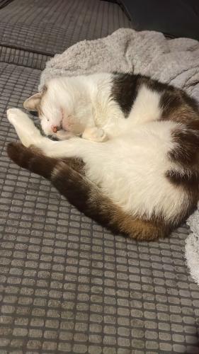 Lost Female Cat last seen B27, West Midlands, England B27 7BZ