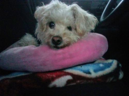 Lost Female Dog last seen Last seen between the hours of 1-5:30 am on K st. & Park , San Diego, CA 92101