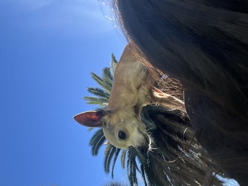 Lost Female Dog last seen Bridge street, Yuba City, CA 95991