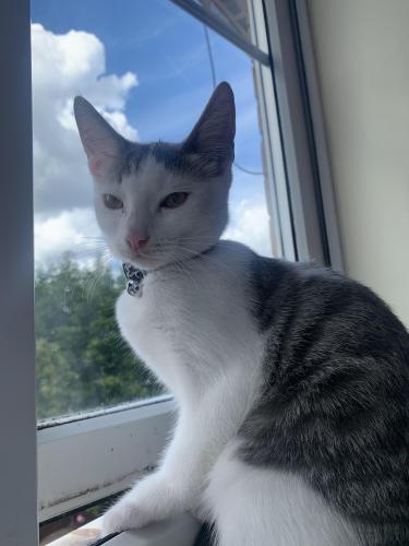 Lost Female Cat last seen south bank road, West Midlands, England B64 6LX