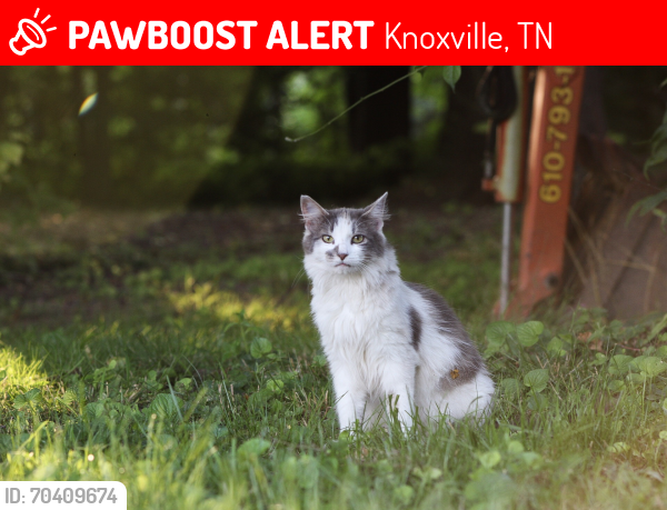 Lost Female Cat last seen La Quinta Hotel, Knoxville, TN 37909