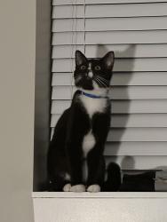 Lost Male Cat last seen End of Winter Crescent , Coquitlam, BC V3K
