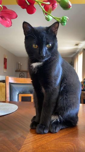 Lost Male Cat last seen Garfield and Metro , Clinton Township, MI 48036
