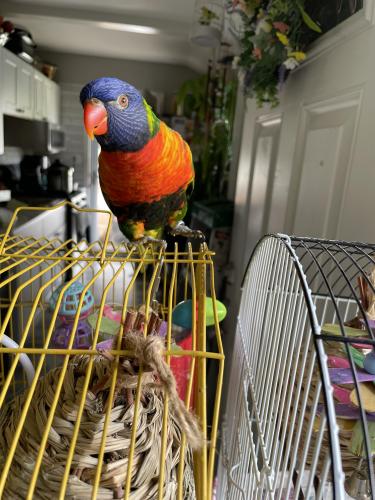 Lost Male Bird last seen Gate ave Brentwood ny, Brentwood, NY 11717