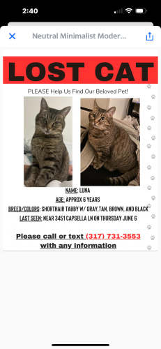 Lost Female Cat last seen Arlington and Troy , Indianapolis, IN 46203