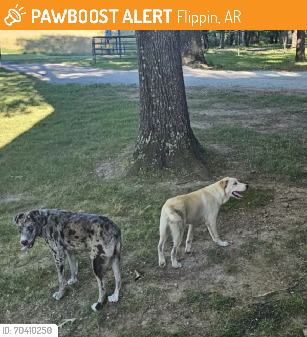 Found/Stray Male Dog last seen Near bypass!, Flippin, AR 72626