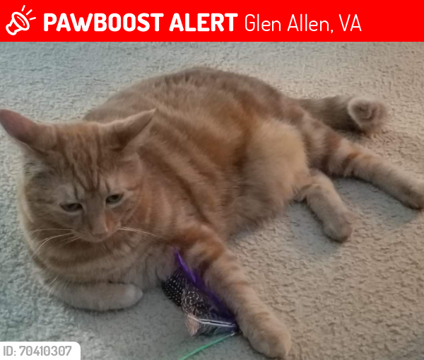 Lost Male Cat last seen Lakewood, Glen Allen, VA 23060