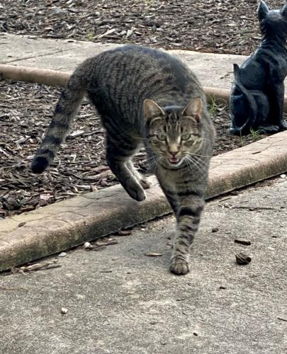 Lost Male Cat last seen Kuwait St, Fayetteville, NC 28303
