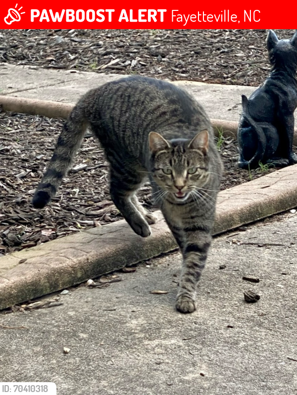 Lost Male Cat last seen Kuwait St, Fayetteville, NC 28303