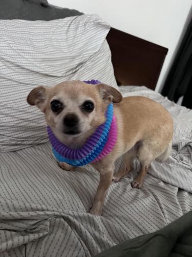 Lost Male Dog last seen City heights 92105, San Diego, CA 92105