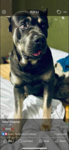 Lost Male Dog last seen friant and fresno street, Friant, CA 93626
