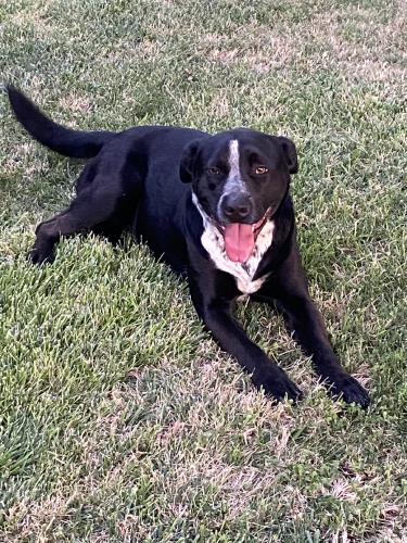 Lost Female Dog last seen Easterby elementary, Fresno, CA 93727