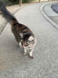 Reunited Unknown Cat last seen Near pintail circle, folsom ca 95630, Folsom, CA 95630