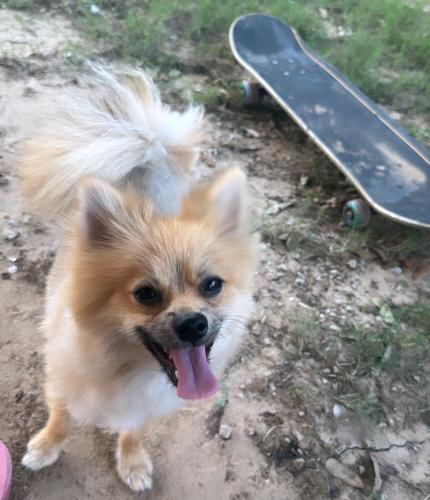 Lost Male Dog last seen Brielhilldr , Dallas, TX 75217