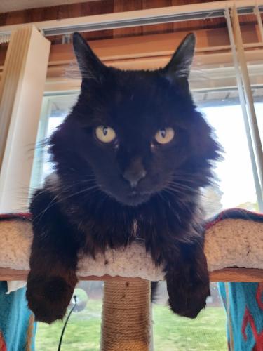 Lost Male Cat last seen 20th and Trade St, Salem, Oregon, Salem, OR 97301