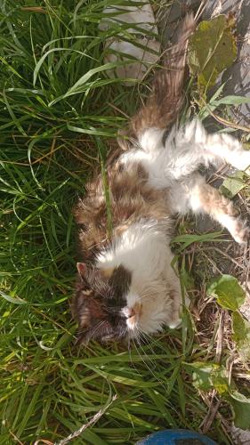 Lost Female Cat last seen Oldbury, West Midlands, England B68 8SB