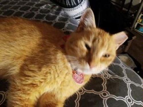 Lost Male Cat last seen Merrick St and Austin St Worcester, Ma , Worcester, MA 01609