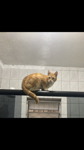 Lost Male Cat last seen Rua Manuel lemes da silva, Jardim das Oliveiras, SP 