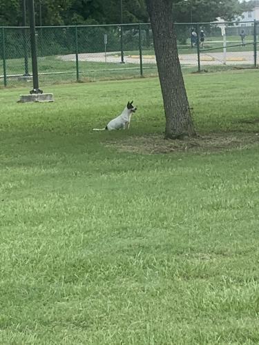 Lost Male Dog last seen By crocicitas , Galena Park, TX 77547