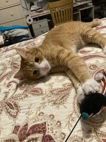 Lost Male Cat last seen Annand and Ball Hill rd, Milford, NH 03055