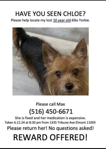 Lost Female Dog last seen Evans street, Meacham Ave , Elmont, NY 11003