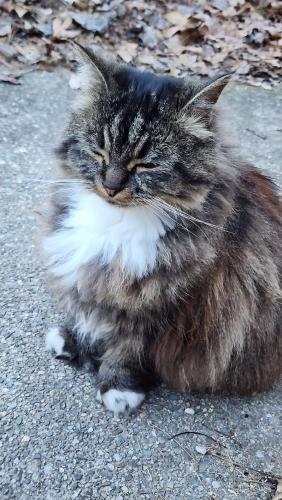 Lost Female Cat last seen Near the walking trail on Gilson road, Nashua, NH 03062