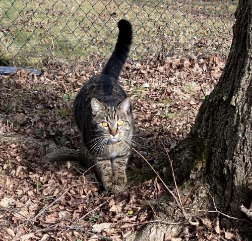Lost Female Cat last seen River Bend Rd & Valleywood Dr, Columbus, Ohio, Columbus, OH 43223