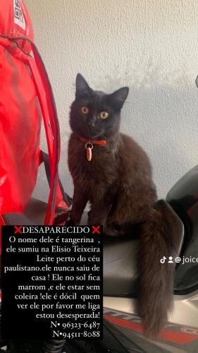 Lost Male Cat last seen Av elísio Teixeira leite , Jardim Nossa Senhora Aparecida, SP 02981-110