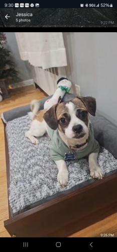 Lost Male Dog last seen 147th ave Francis Lewis Blvd, Queens, NY 11422