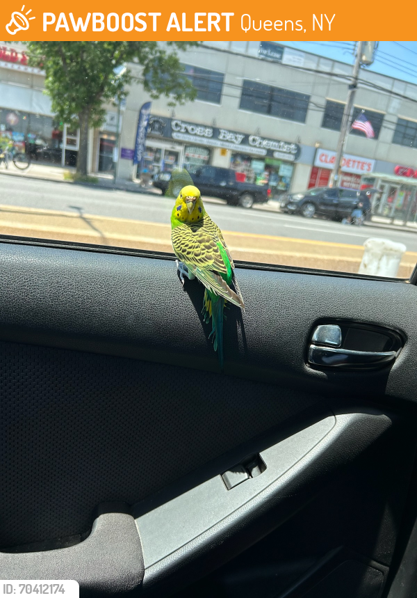 Queens, NY Stray Bird Found Near Crossbay Blvd, Howard Beach | PawBoost