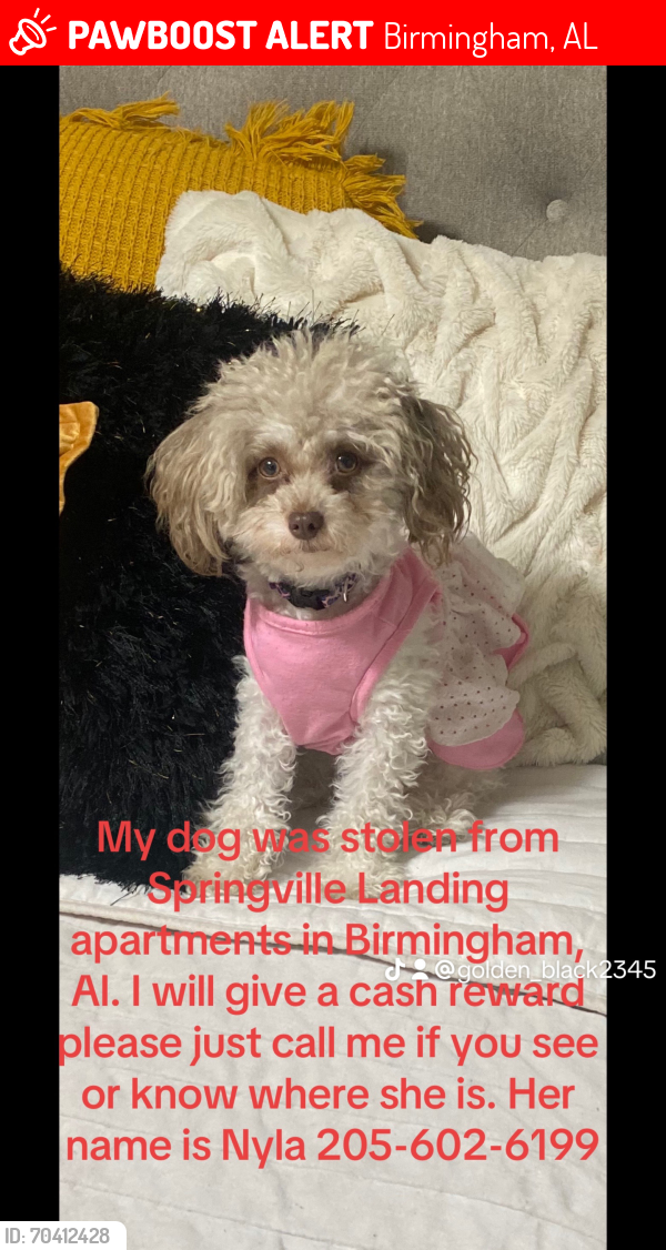Lost Female Dog last seen Springville Landing apmts, Birmingham, Al, Birmingham, AL 35215