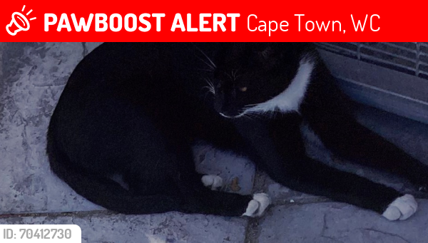 Lost Male Cat last seen Vangate mall, Cape Town, WC 7764