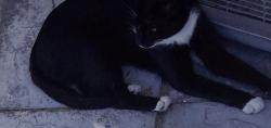 Lost Male Cat last seen Vangate mall, Cape Town, WC 7764