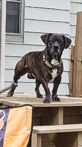 Lost Male Dog last seen Oakwood and north bend, Cincinnati, OH 45224