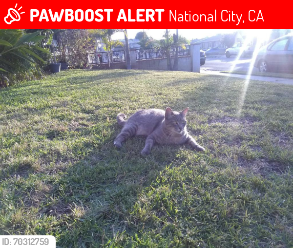 Lost Male Cat last seen Newberry St., National City, CA 91950