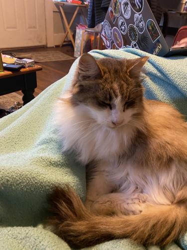 Lost Female Cat last seen 12th and clinch, Knoxville, TN 37916