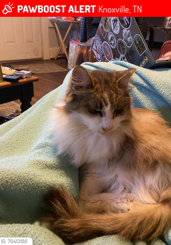 Lost Female Cat last seen 12th and clinch, Knoxville, TN 37916