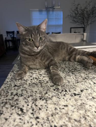 Lost Male Cat last seen Pocosin Rd and Red Forbes Rd , Winterville, NC 28590