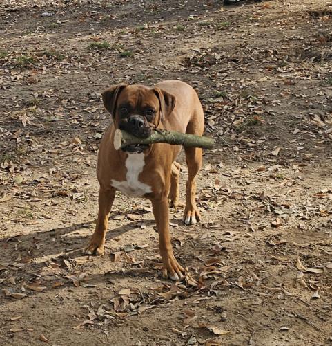 Lost Male Dog last seen Ashley Ball feild, Bryant, AR 72022