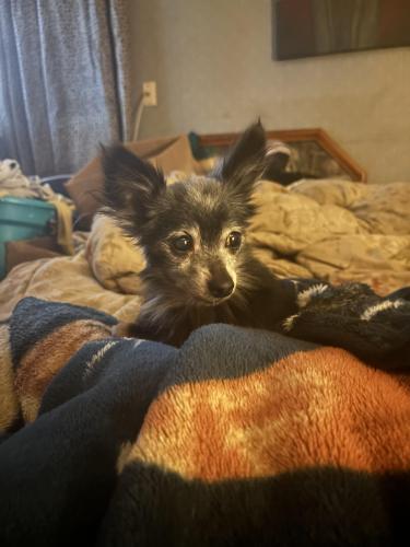 Lost Male Dog last seen Turnberry Way, Indianapolis, IN 46237