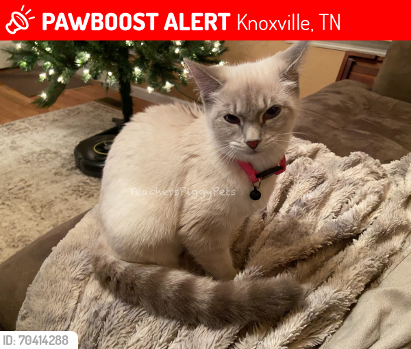 Lost Female Cat last seen Ginnbrooke Lane Knoxville, TN 37920, Knoxville, TN 37920