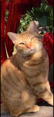 Lost Male Cat last seen Near blossom valley Rd El Cajon , El Cajon, CA 92021