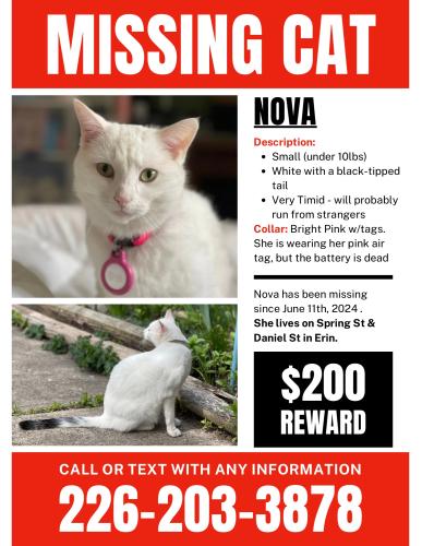 Lost Female Cat last seen Spring Street & Daniel Street , Erin, ON N0B 1T0