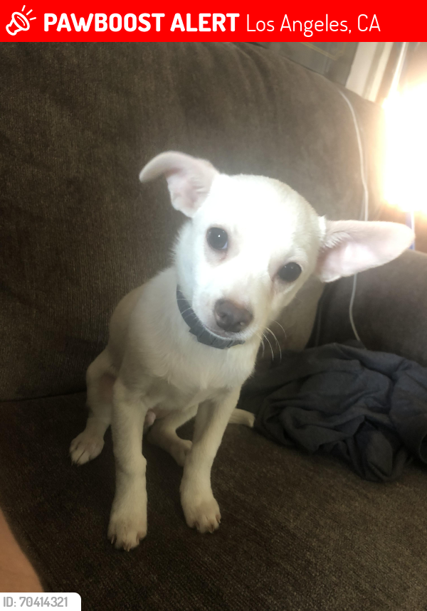 Los Angeles, CA Lost Male Dog, Snowball Is Missing | PawBoost