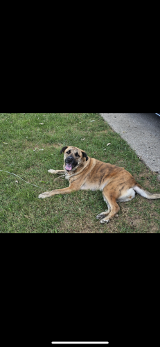 Lost Female Dog last seen Waterworks park, Fairfield, OH 45014