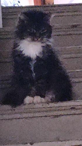 Lost Female Cat last seen Winona and Roe, Cincinnati, OH 45227