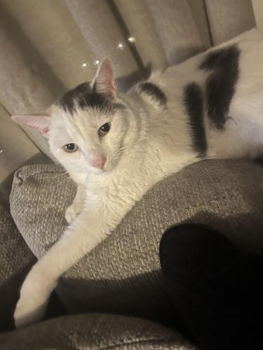 Lost Male Cat last seen The stairs of the hse , Yoe, PA 17313