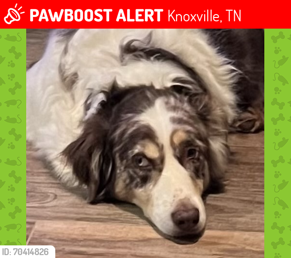 Lost Male Dog last seen Ebeneezer/Nubbins Ridge RD, Knoxville, TN 37922