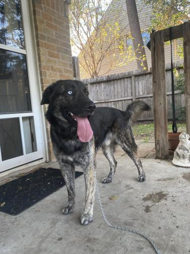 Lost Male Dog last seen ., Houston, TX 77092