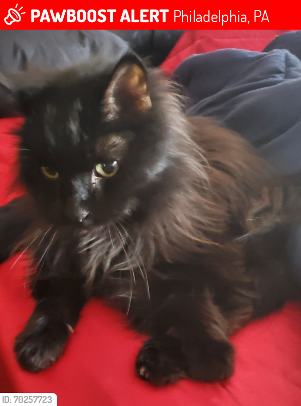 Lost Male Cat last seen 32nd and Fontain st, Philadelphia, PA 19121
